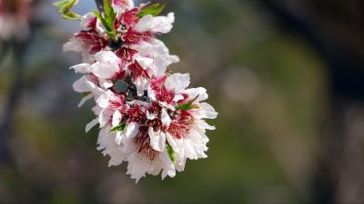 Flower branch petals 4k wallpaper