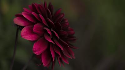 Flower bud petals blur 4k wallpaper