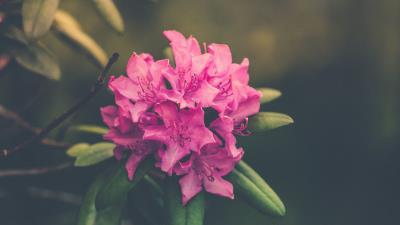 Flower bud petals bright 4k wallpaper