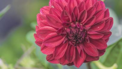 Flower bud petals image 4k wallpaper