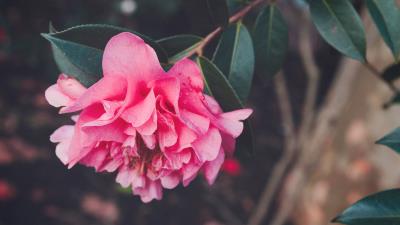 Flower bud petals pink 4k wallpaper