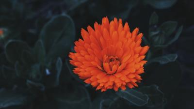 Flower bud petals red 4k wallpaper