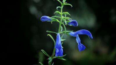 Flower buds blue dark background 4k wallpaper