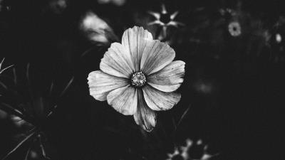 Flower bw plant 4k wallpaper