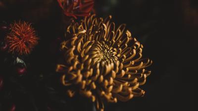 Flower dark bouquet 4k wallpaper
