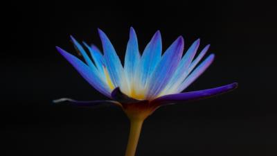 Flower lily petals 4k wallpaper