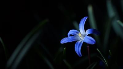 Flower macro blue 4k wallpaper
