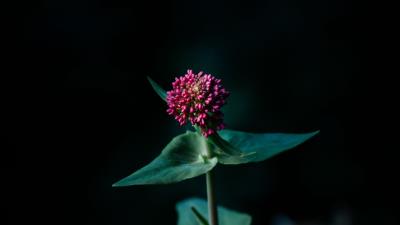 Flower macro plant 4k wallpaper