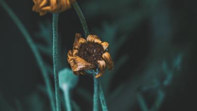 Flower macro stems 4k wallpaper