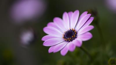 Flower petals blur image 4k wallpaper
