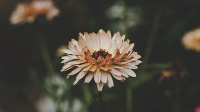 Flower petals bud blur 4k wallpaper