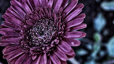 Flower petals bud close up 4k wallpaper