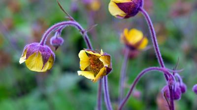 Flower petals buds blur 4k wallpaper