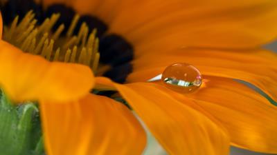 Flower petals drop 4k wallpaper