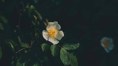 Flower petals flowering 4k wallpaper