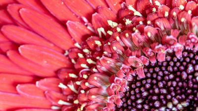 Flower petals pink 4k wallpaper