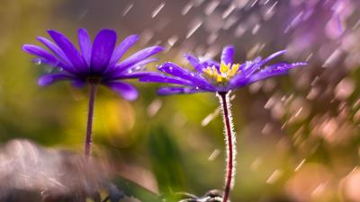 Flower petals purple 4k wallpaper