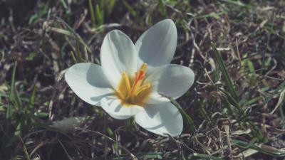 Flower petals white 4k wallpaper