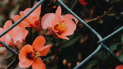 Flower pink bloom 4k wallpaper