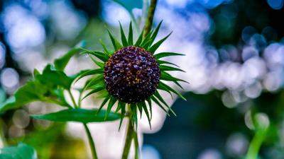 Flower plant petals blur 4k wallpaper