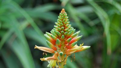 Flower plant stem 4k wallpaper