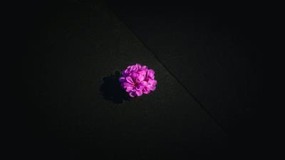 Flower purple petals image 4k wallpaper