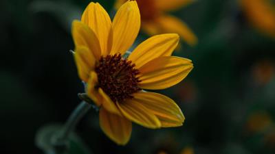 Flower yellow bloom 4k wallpaper