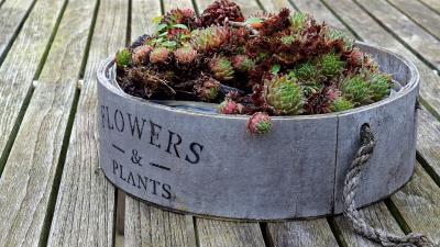 Flowerbed flowers plants 4k wallpaper