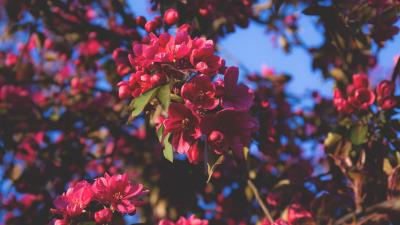 Flowering flowers tree 4k wallpaper