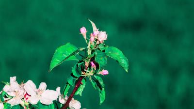 Flowering spring branch 4k wallpaper