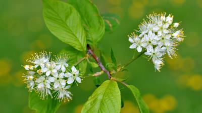 Flowers bird cherry flowering leaves 4k wallpaper