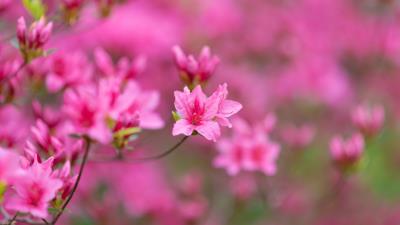 Flowers bloom branches 4k wallpaper