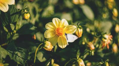 Flowers bloom butterfly 4k wallpaper