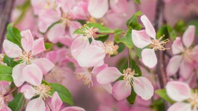 Flowers bloom garden image 4k wallpaper