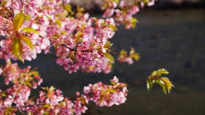 Flowers bloom garden 4k wallpaper