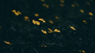 Flowers bloom grass 4k wallpaper