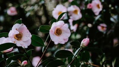 Flowers bloom leaves 4k wallpaper