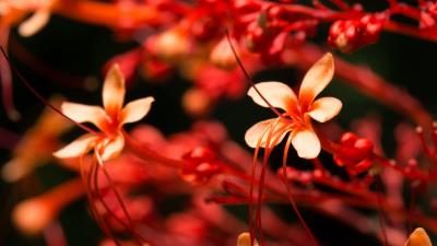 Flowers bloom plant 4k wallpaper