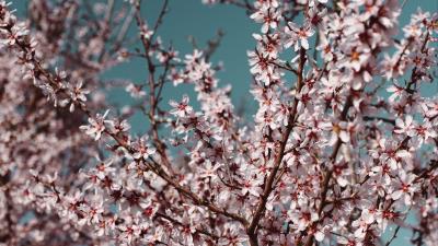 Flowers bloom spring picture 4k wallpaper