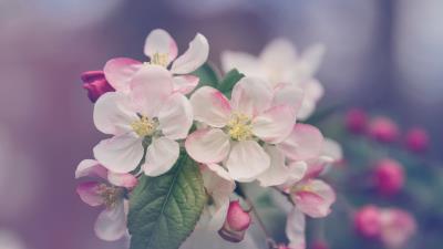 Flowers bloom spring tree image 4k wallpaper