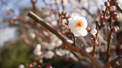 Flowers bloom spring tree 4k wallpaper