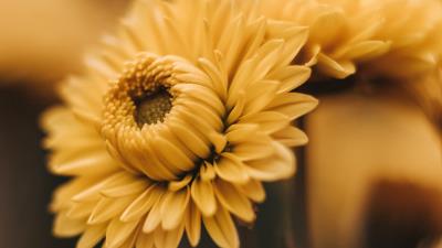 Flowers bloom yellow 4k wallpaper
