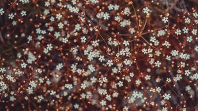 Flowers blooming branches 4k wallpaper