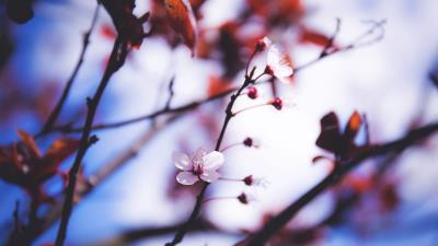 Flowers blooming spring branch 4k wallpaper