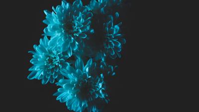 Flowers blue petals 4k wallpaper