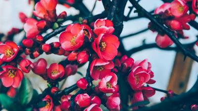Flowers branches blossom 4k wallpaper
