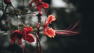 Flowers branches buds leaves 4k wallpaper