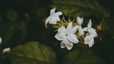 Flowers branches stems 4k wallpaper