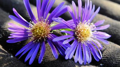 Flowers buds petals 4k wallpaper