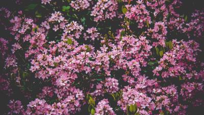 Flowers bush blossom 4k wallpaper